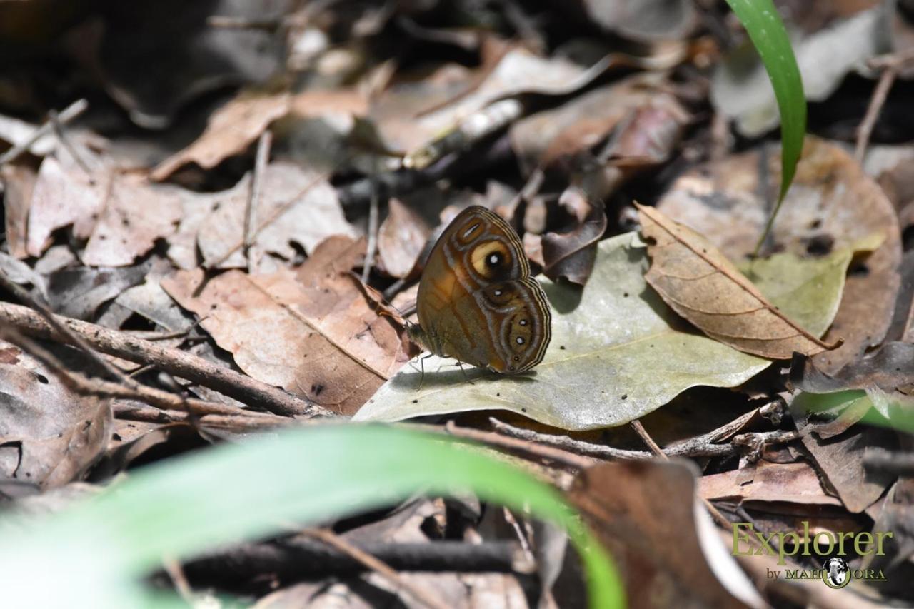Explorer By Eco Team - Wasgamuwa National Park Bagian luar foto