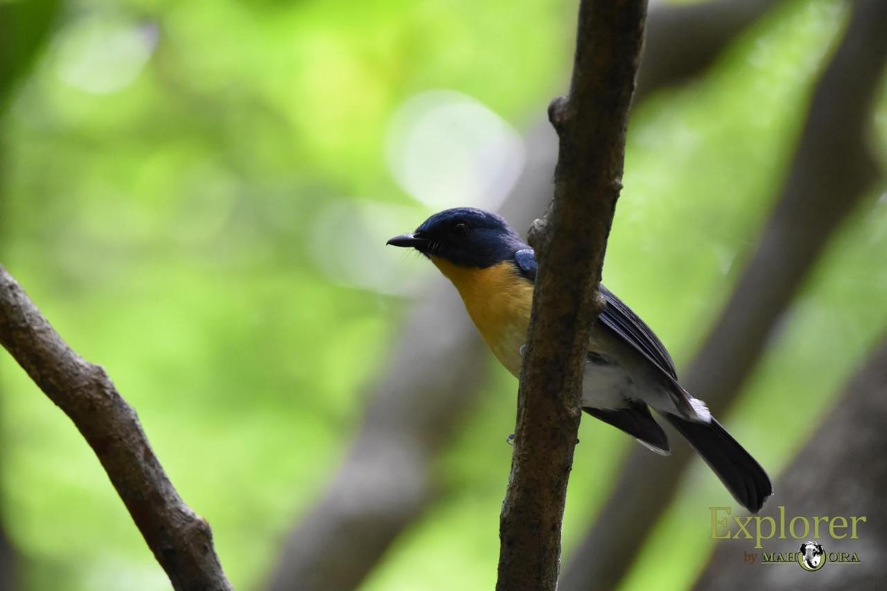Explorer By Eco Team - Wasgamuwa National Park Bagian luar foto