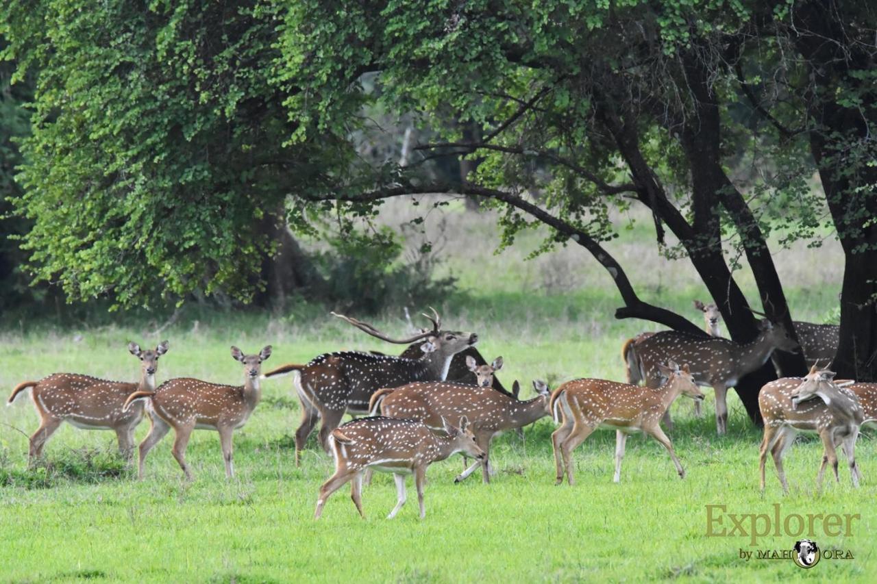Explorer By Eco Team - Wasgamuwa National Park Bagian luar foto