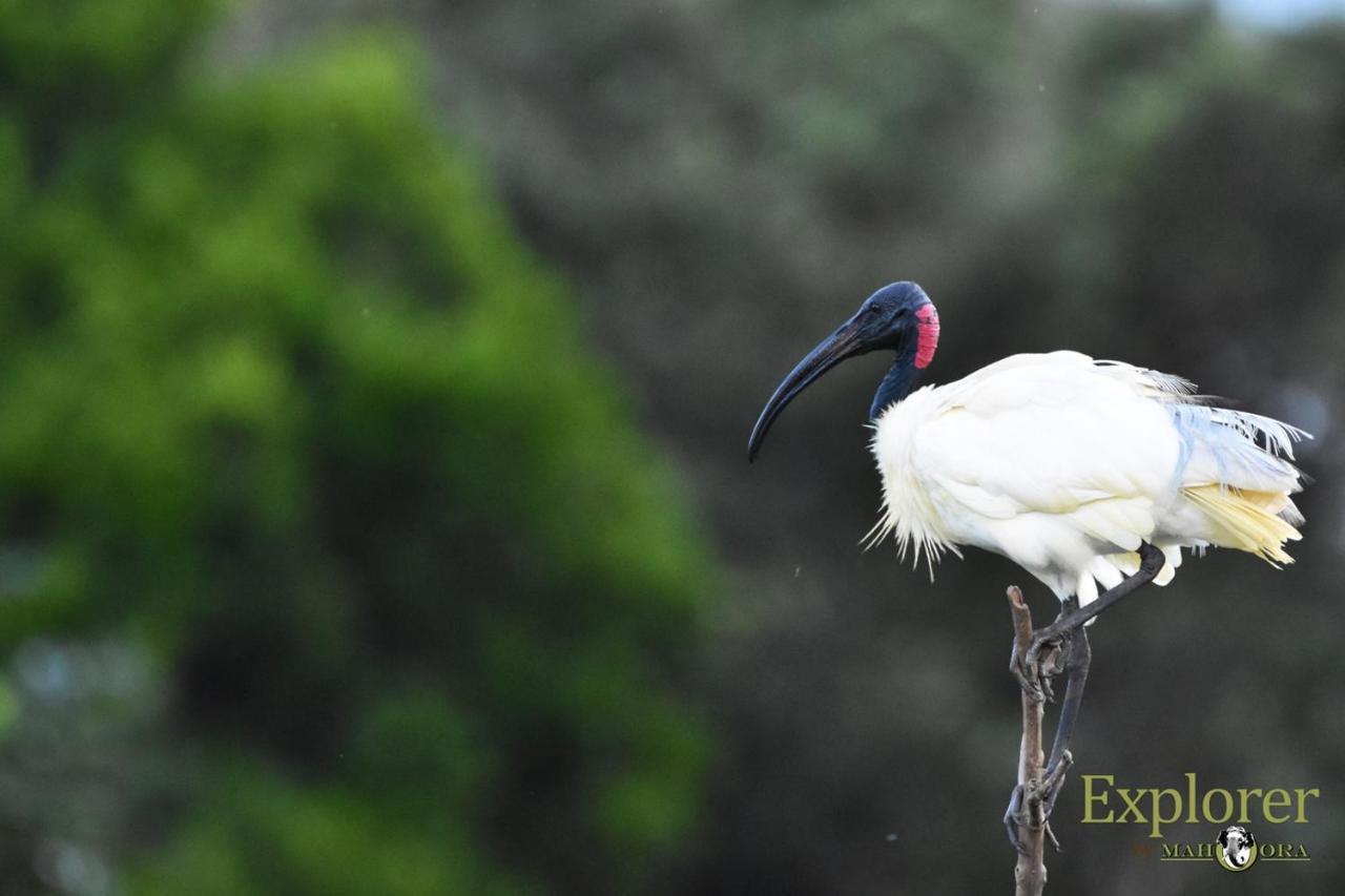Explorer By Eco Team - Wasgamuwa National Park Bagian luar foto