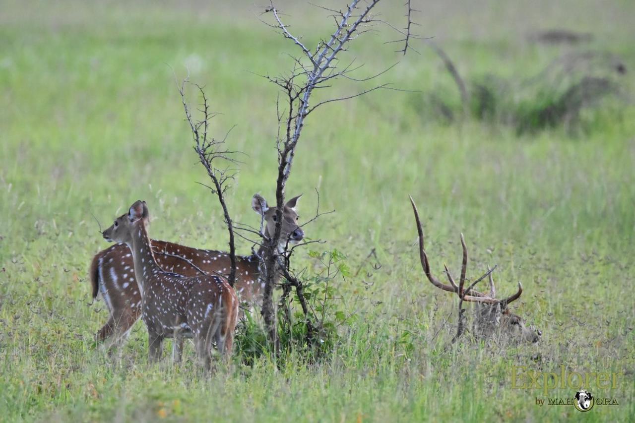 Explorer By Eco Team - Wasgamuwa National Park Bagian luar foto