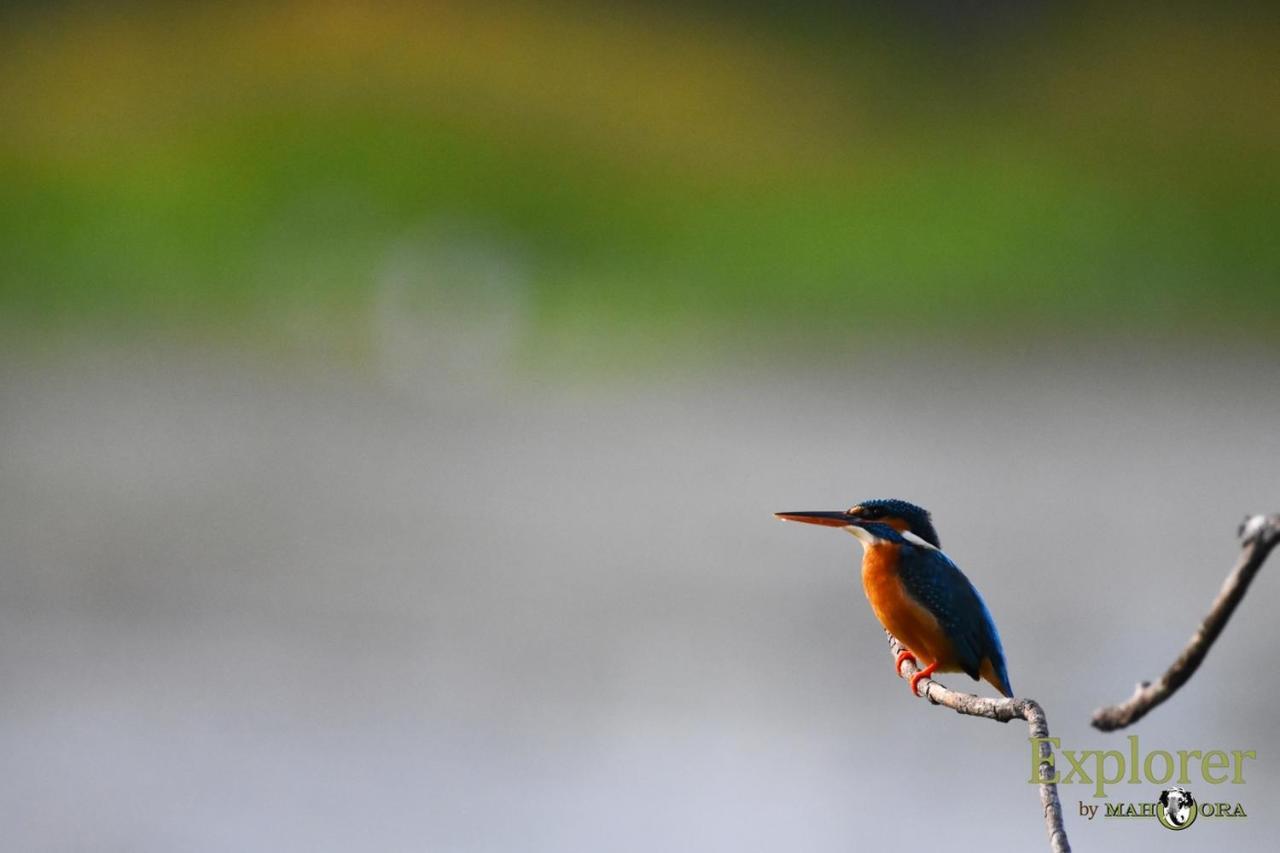 Explorer By Eco Team - Wasgamuwa National Park Bagian luar foto