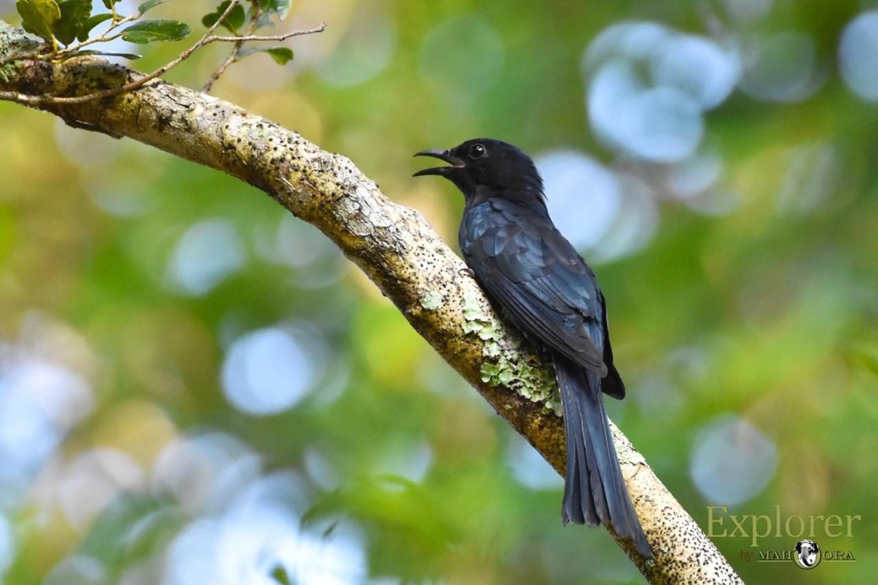 Explorer By Eco Team - Wasgamuwa National Park Bagian luar foto