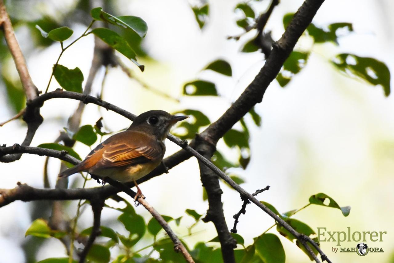 Explorer By Eco Team - Wasgamuwa National Park Bagian luar foto