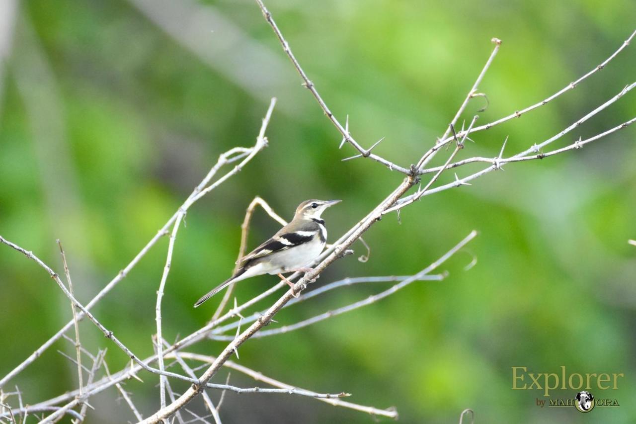 Explorer By Eco Team - Wasgamuwa National Park Bagian luar foto