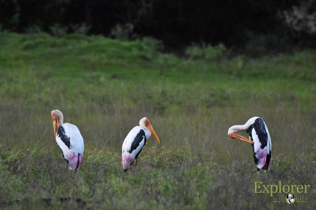 Explorer By Eco Team - Wasgamuwa National Park Bagian luar foto