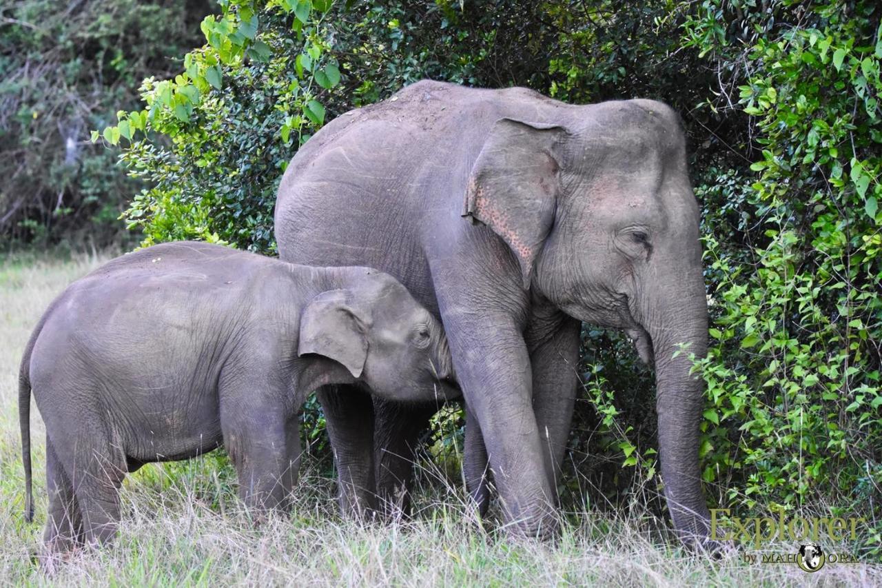 Explorer By Eco Team - Wasgamuwa National Park Bagian luar foto