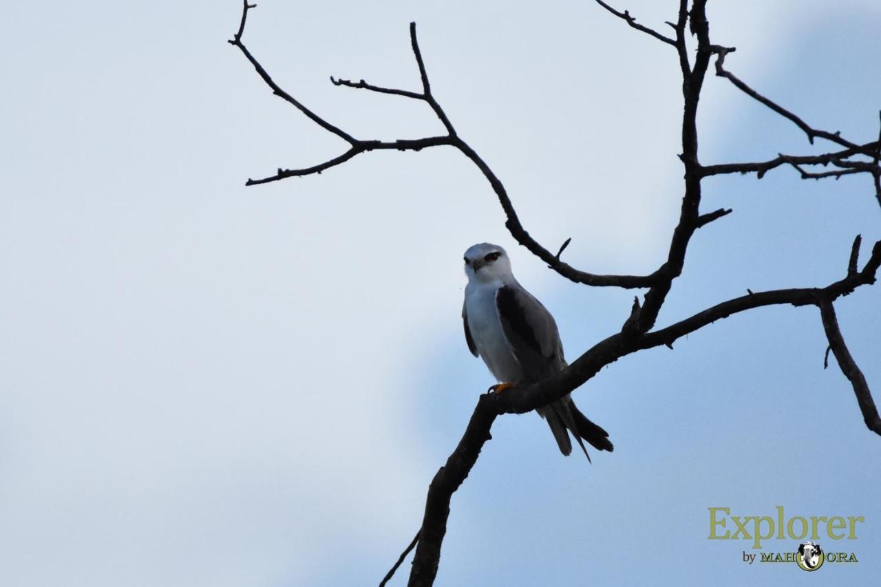 Explorer By Eco Team - Wasgamuwa National Park Bagian luar foto