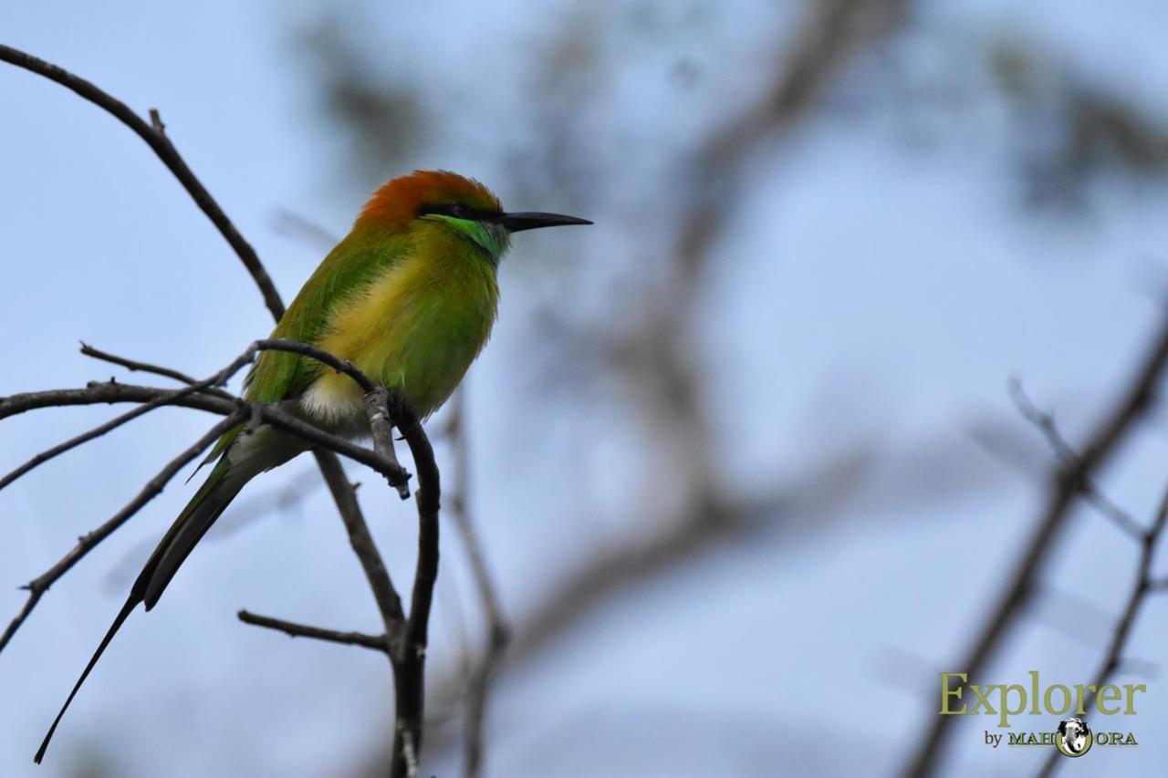 Explorer By Eco Team - Wasgamuwa National Park Bagian luar foto