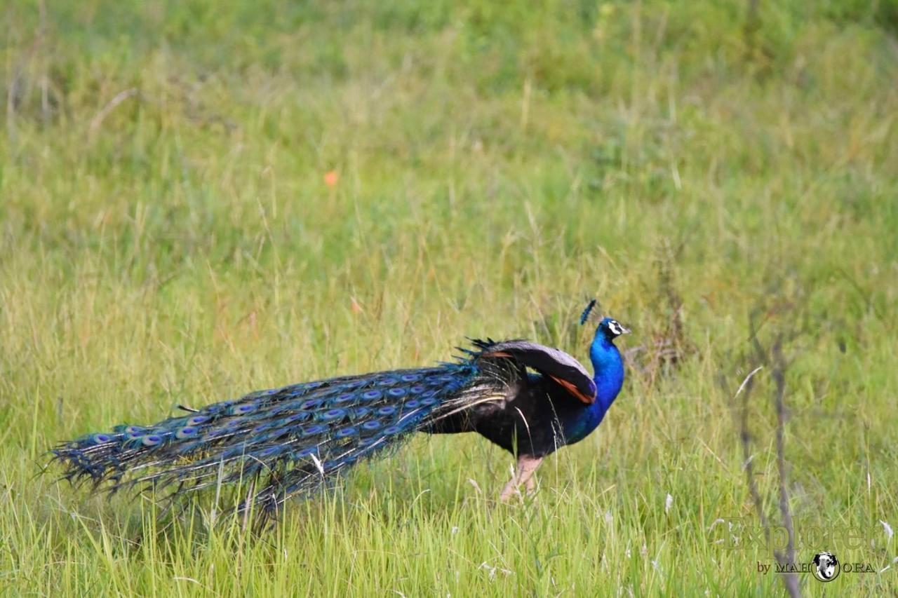 Explorer By Eco Team - Wasgamuwa National Park Bagian luar foto