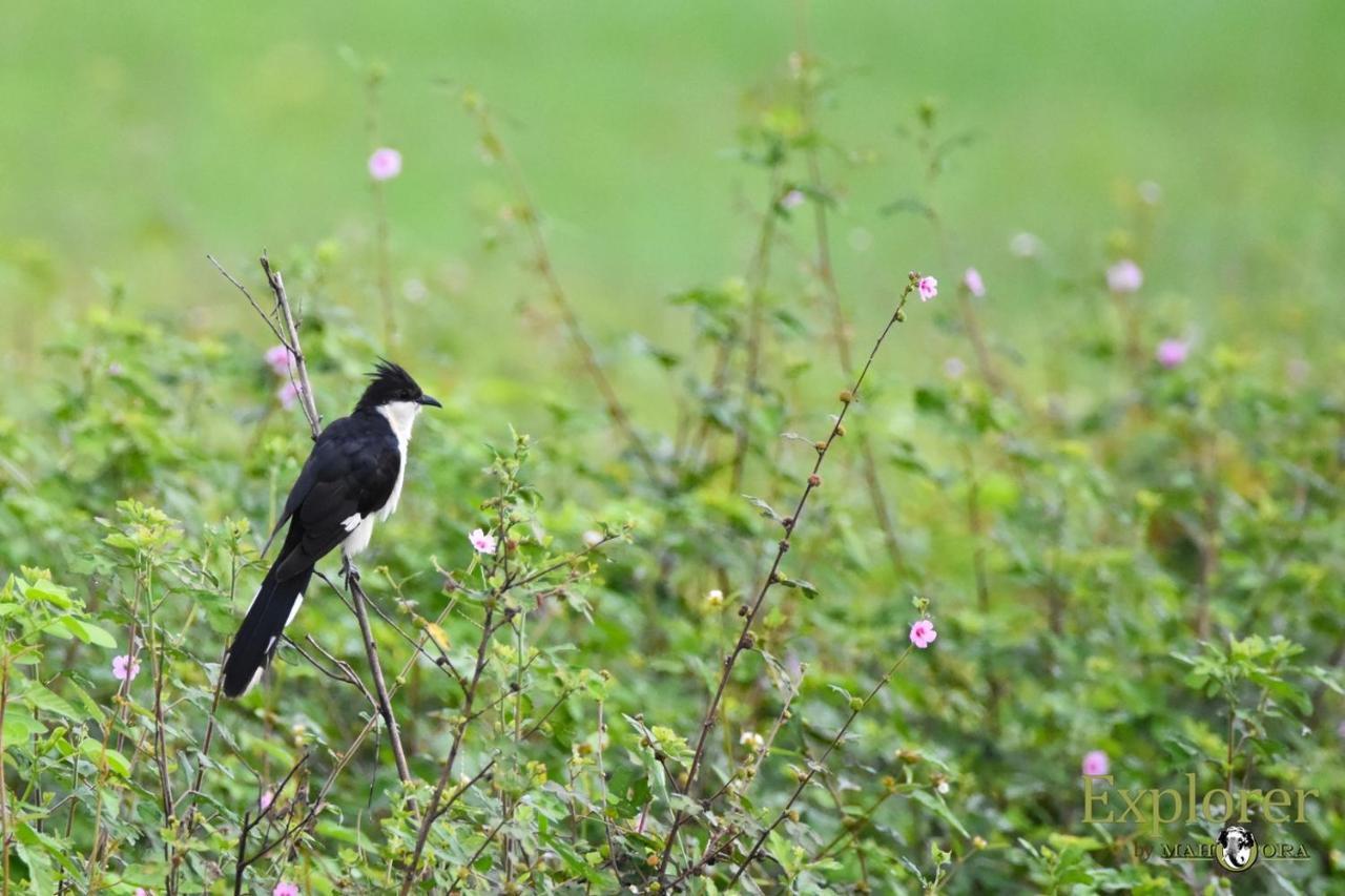 Explorer By Eco Team - Wasgamuwa National Park Bagian luar foto
