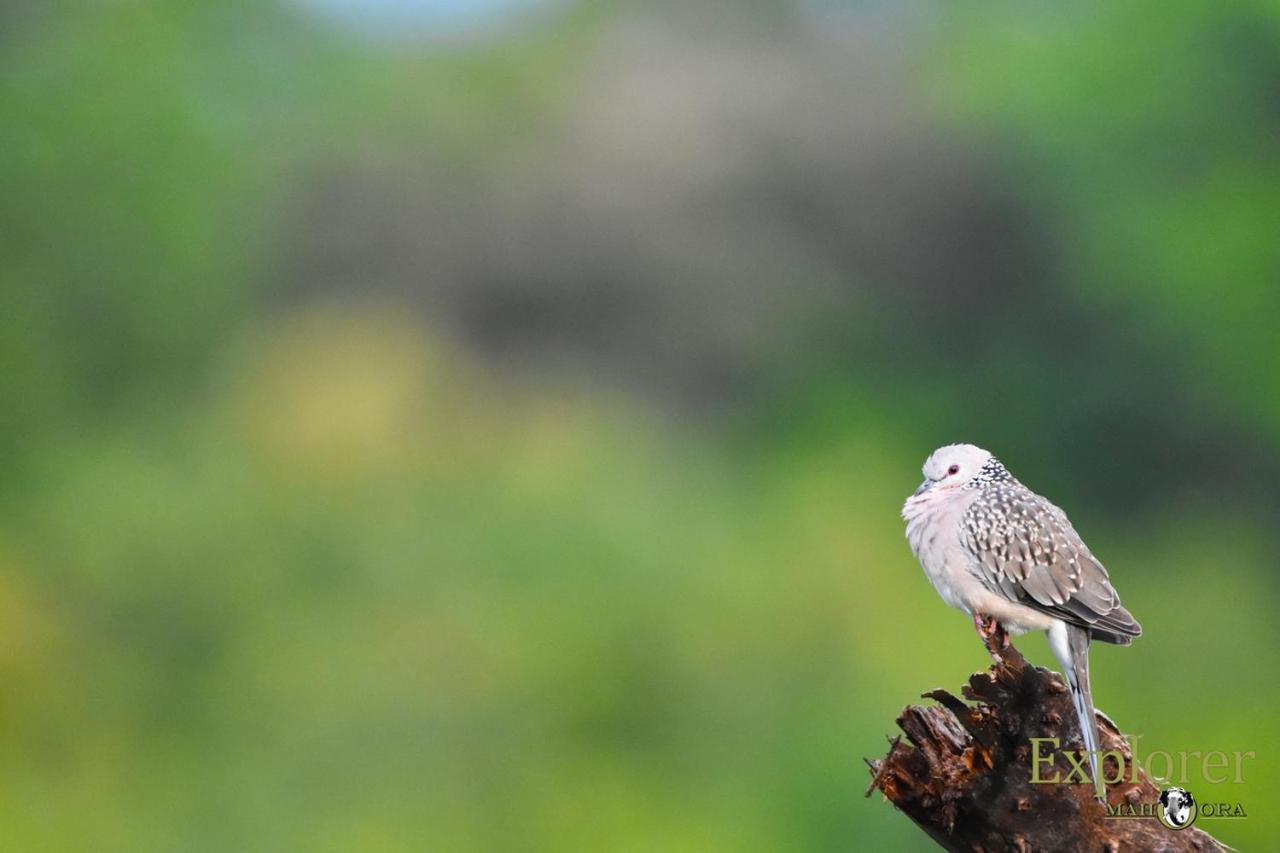 Explorer By Eco Team - Wasgamuwa National Park Bagian luar foto